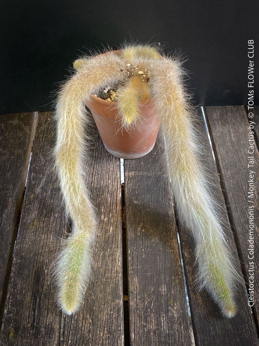 Plantes & graines: Cleistocactus Colademononis - Affenschwanzkaktus rot blühend – Neuf avec emballage d'origine à Adliswil par astom369 6