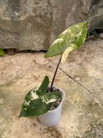 🪴 Alocasia Macrorrhiza Black Stem Variegata 