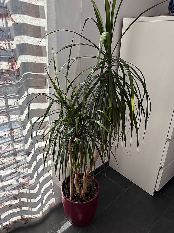 Plantes & graines: Pflanzen  – D'occasion à Oberdiessbach par shan26 1