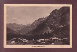 Auf der SCHWARZWALDALP bei Grindelwald - Kühe
