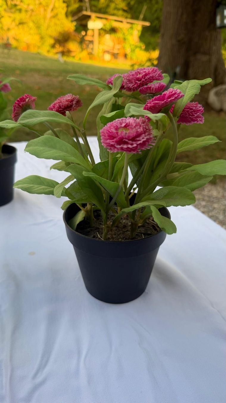 Pflanzen & Samen: Pflanze mit rosa Blumen  imTopf – Gebraucht aus Krauchthal von SamsPuce 4