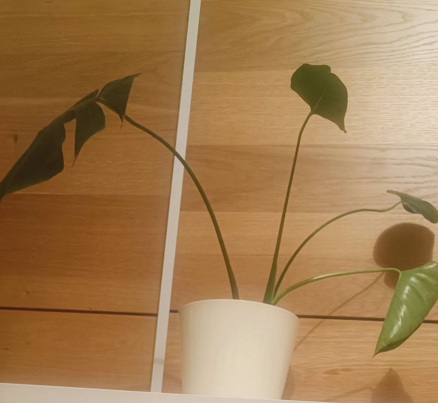 Piante & sementi: Monstera mit weißem Topf, ca. 45 cm hoch – Nuovo e nell'imballaggio originale da Bern venduto da sv-trade