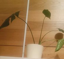 Monstera mit weißem Topf, ca. 45 cm hoch