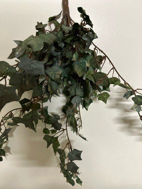 TERRARIUM EFEU KNSLICH (Gebraucht) in Ostermundigen fr CHF 8.9  mit  Lieferung auf Ricardo kaufen