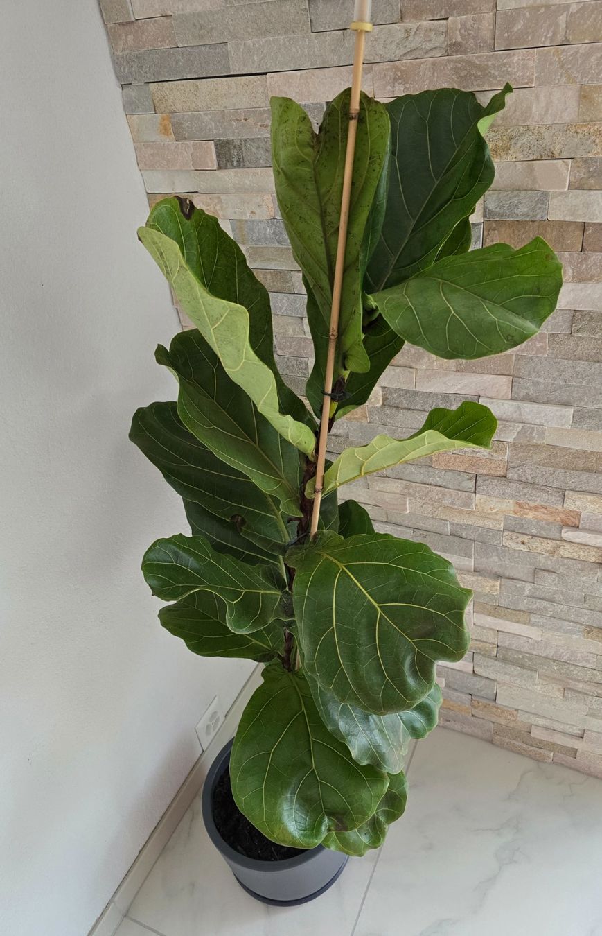 Piante & sementi: Geigenfeige (Ficus lyrata – Usato da Aarburg venduto da Glitzerschein 1