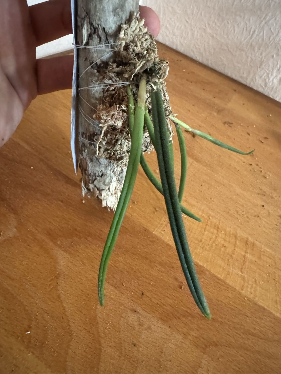 Pflanzen & Samen: Leptotes bicolor – Gebraucht aus Männedorf von mrclst 2
