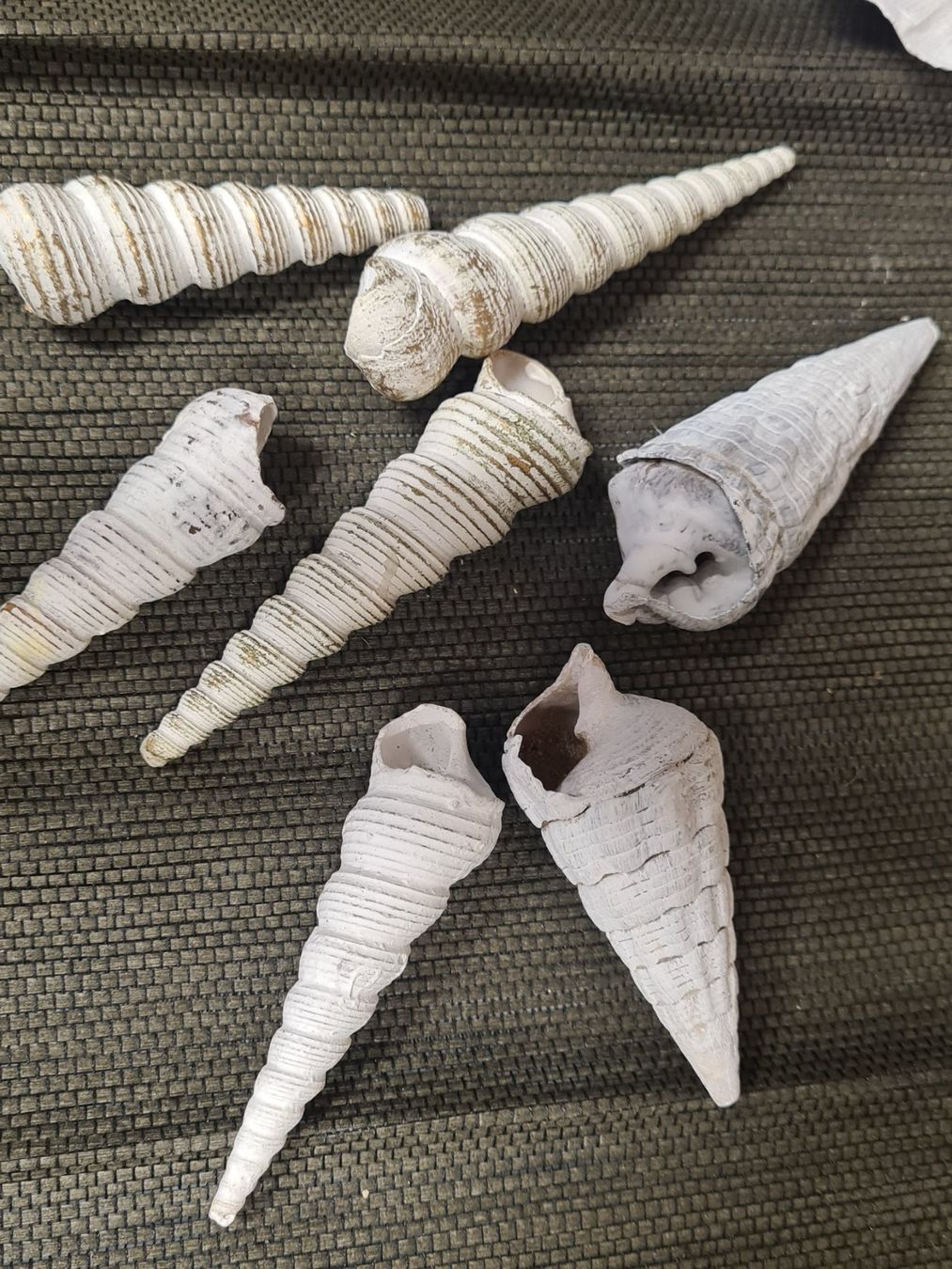 Fossili: Muschel Set, L ca 7 - 10 cm – Usato da Amriswil venduto da kleindeko