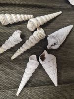 Muschel Set, L ca 7 - 10 cm