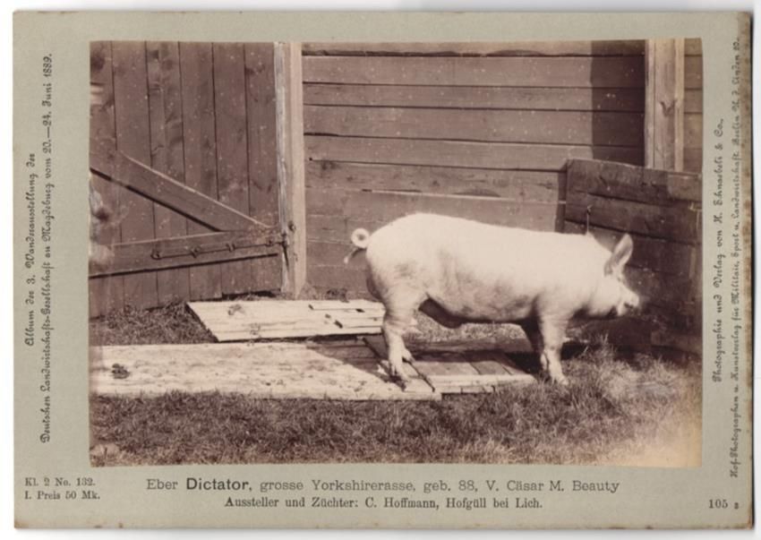 Photos & affiches: Fotografie H. Schnaebeli, Berlin, Ausste – D'occasion à Berlin par bartko-reher