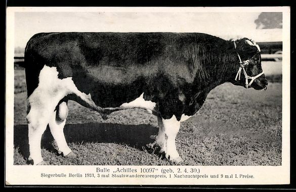 Cartes postales: Bulle Achilles 10097, Siegerbulle in Ber – D'occasion à Berlin par bartko-reher