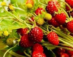 Ab 5.- fr 10 Samen MONATSERDBEERE 🍓 FRAISIER DES SAISONS