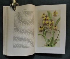 Orchideen