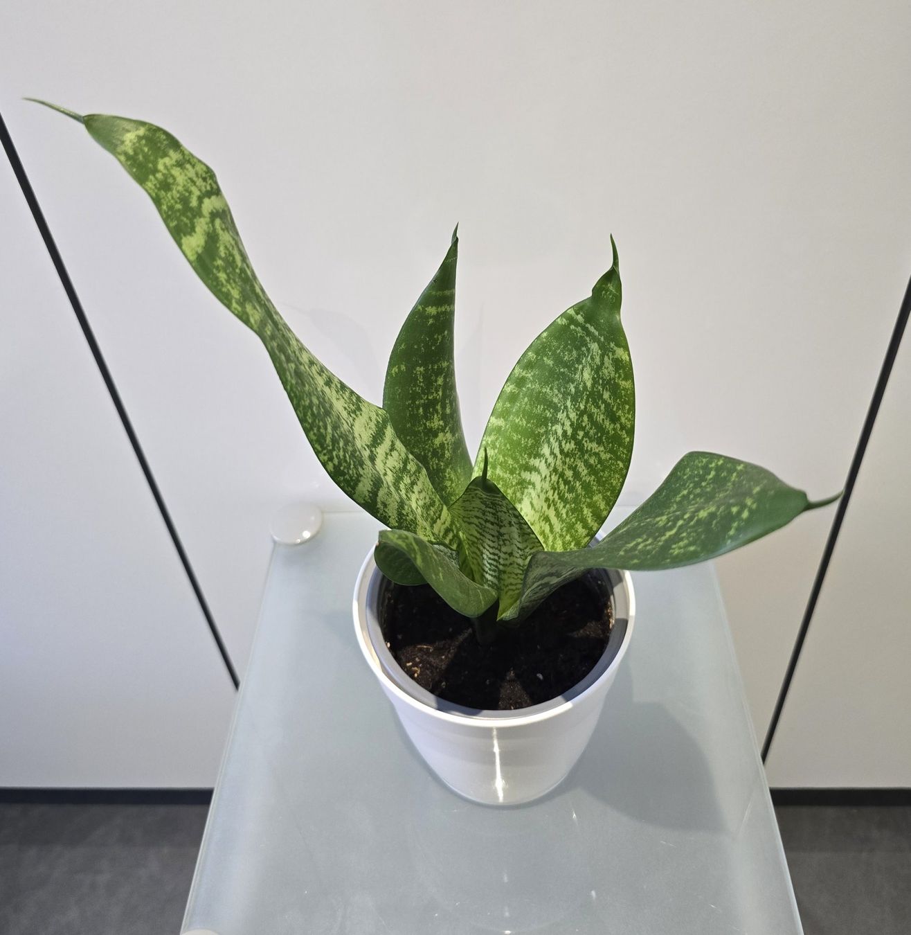 Pflanzen & Samen: Pflanze Sansevieria / Bogenhanf 39 cm – Gebraucht aus Oetwil an der Limmat von dhantal 8