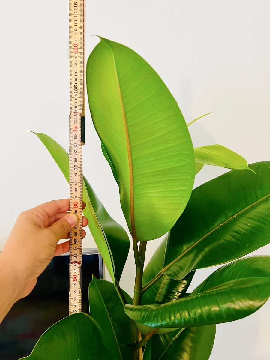 Pflanzen & Samen: Ficus Elastica Pflanze mit schwarzem Topf – Gebraucht aus Gerlafingen von naj_vj8s 2