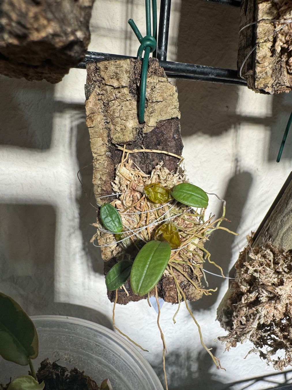 Pflanzen & Samen: Bulbophyllum frostii – Gebraucht aus Männedorf von mrclst