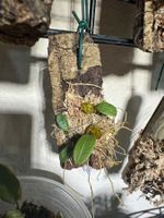 Bulbophyllum frostii