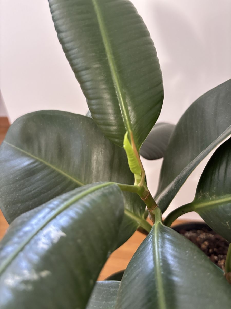 Piante & sementi: Ficus elastica (dreistämmig) – Nuovo (secondo la descrizione) da Zürich venduto da birokitti 2