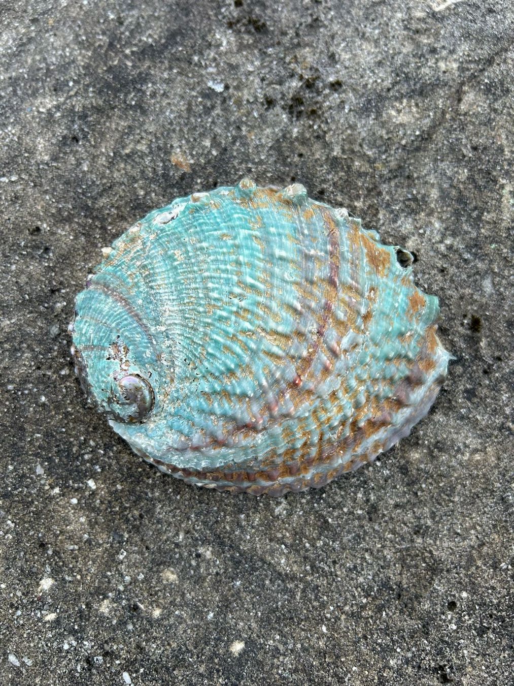 Tutte le decorazioni: Abalone Muschel 137mm – Nuovo (secondo la descrizione) da Giswil venduto da Pearllure