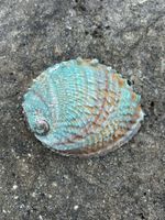 Abalone Muschel 137mm