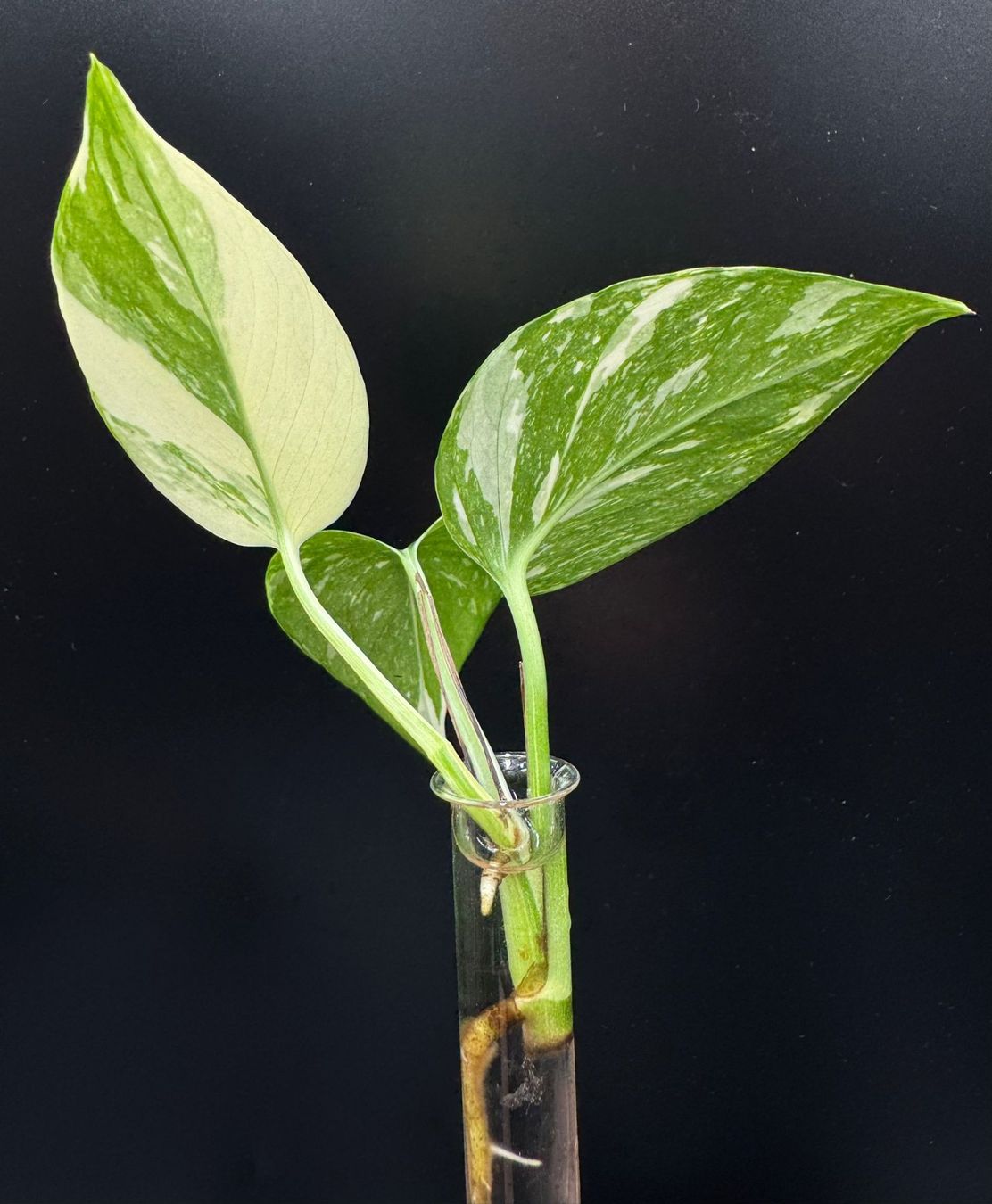 Piante & sementi: Epipremnum aureum 'Colorado Constellation' – Nuovo (secondo la descrizione) da Bühler venduto da googelibear 3