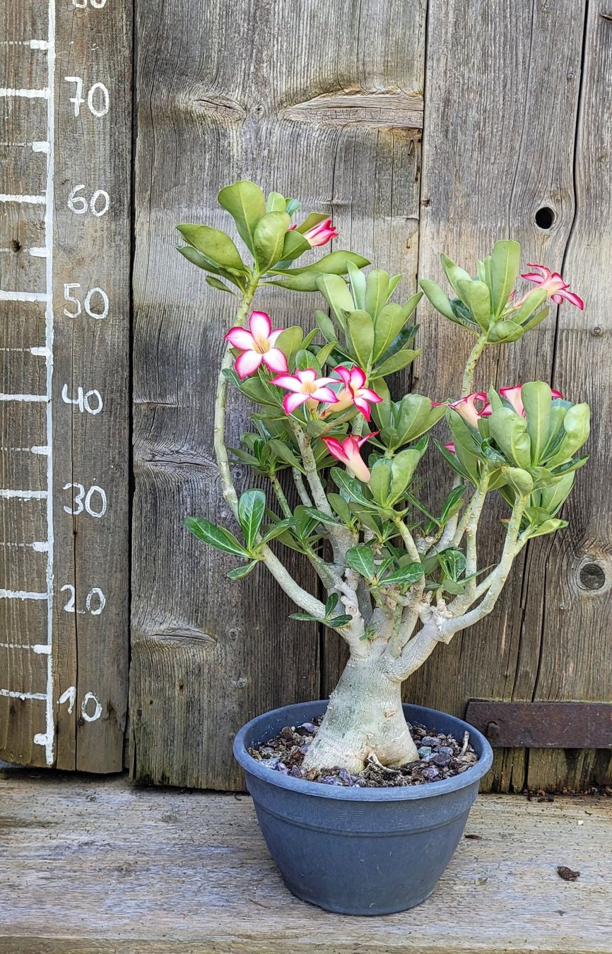 Pflanzen & Samen: Adenium / Wüstenrosen Samen-Mix – Neu (gemäss Beschreibung) aus St.Erhard von  9