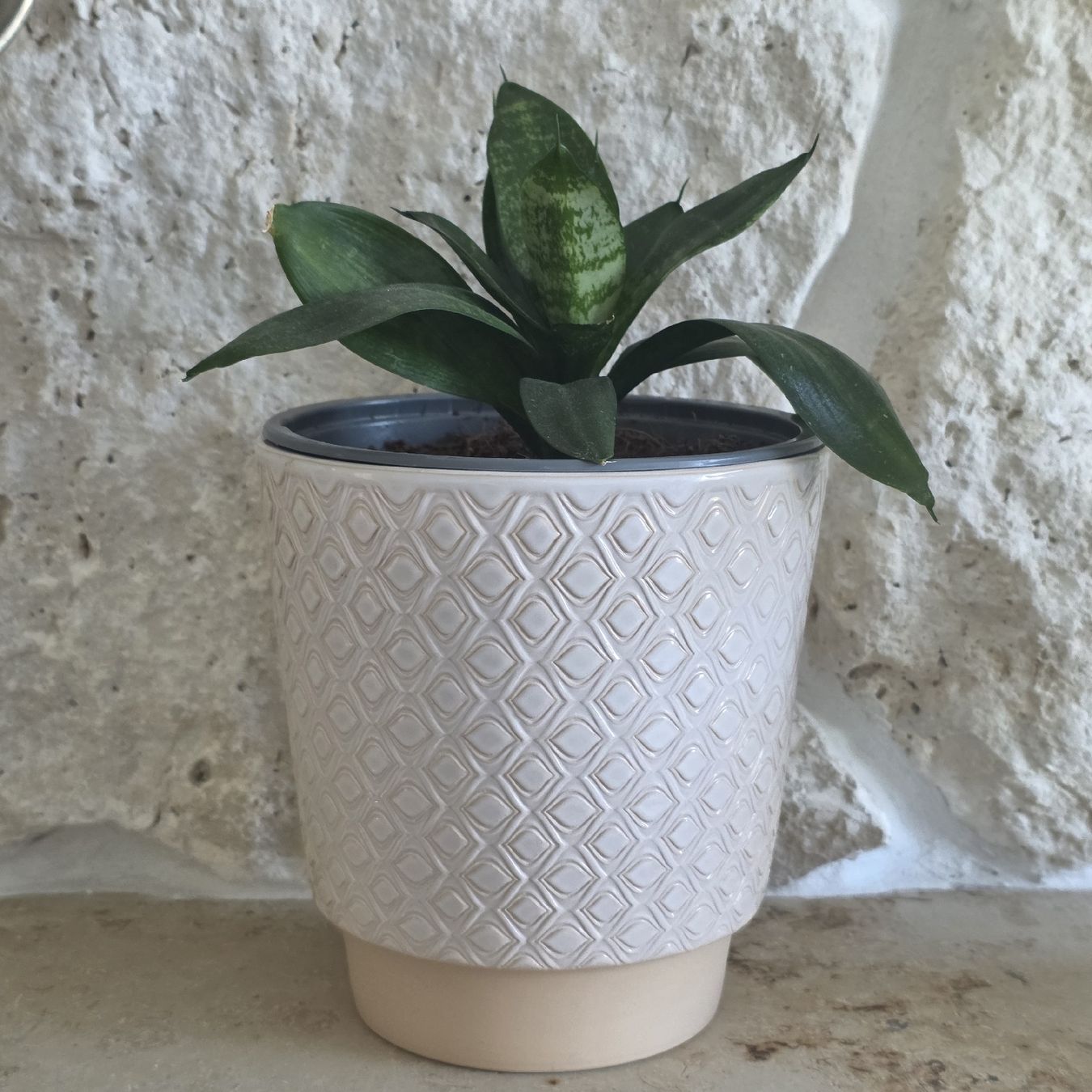 Piante & sementi: Sansevieria Pflanze im Topf – Usato da Rheinsulz venduto da Gilea 2