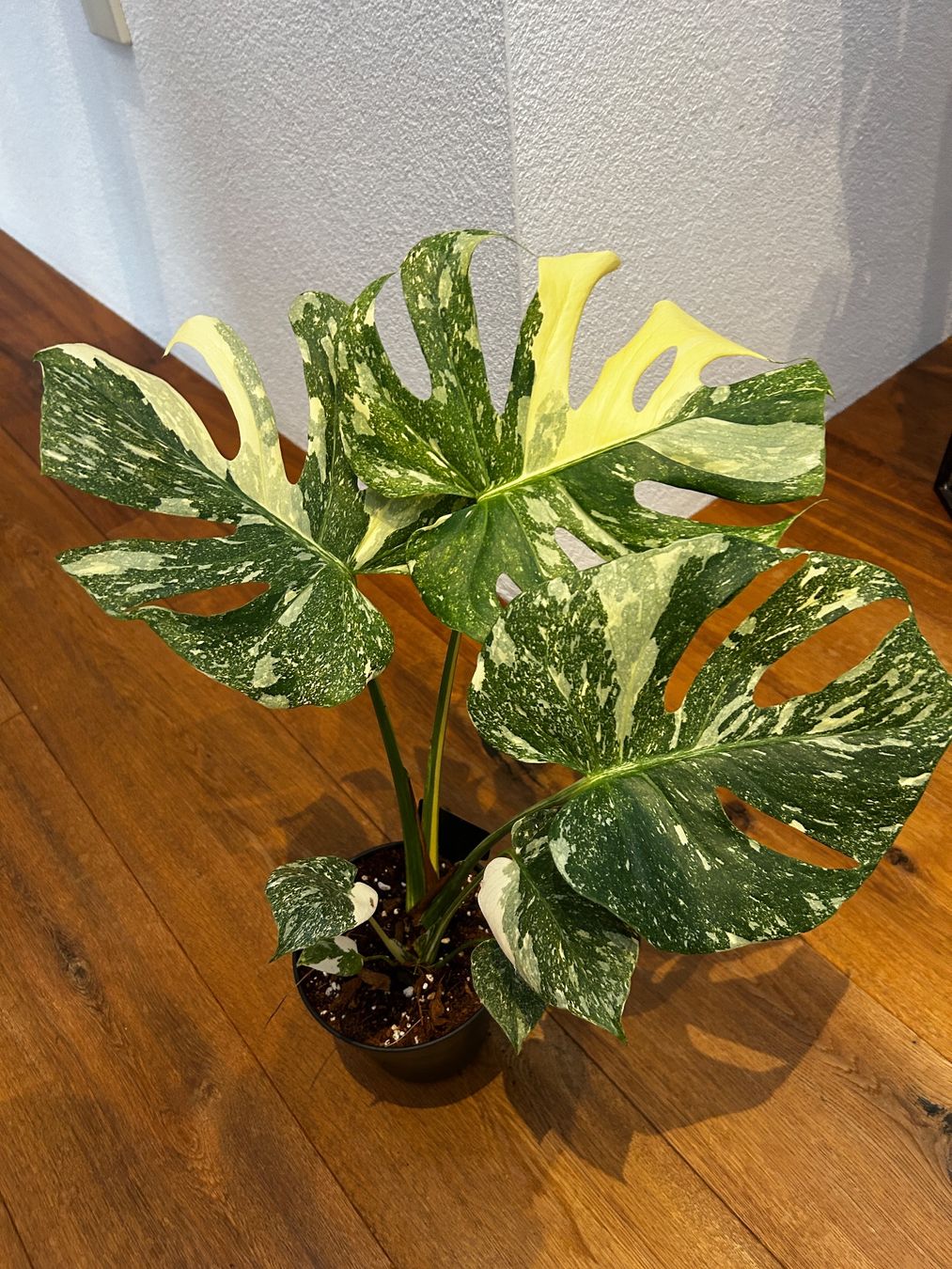 Pflanzen & Samen: Monstera Thai Constellation💚 – Gebraucht aus Wattwil von Mikesplantshop 1