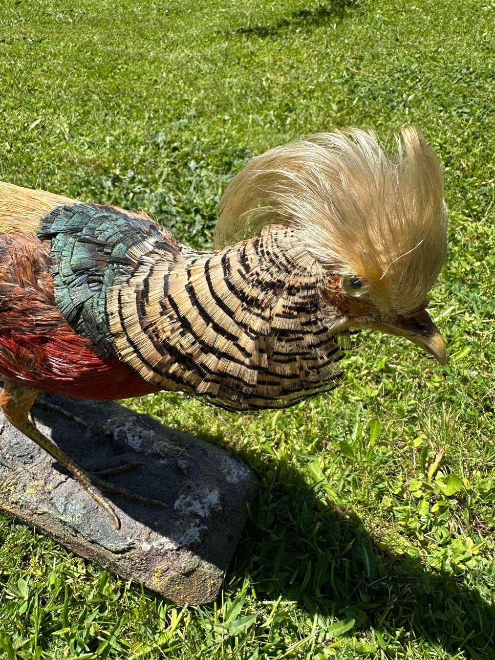 Il mondo degli animali: Ausgestopfter Jagdfasan – Usato da St.Moritz venduto da marog90 1
