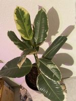 Gummibaum Ficus Elastica Tineke bunt 🤩