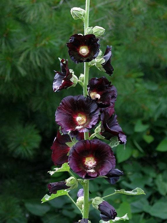 Piante & sementi: 50 Samen Alcea Nigra – Nuovo (secondo la descrizione) da Ehrendingen venduto da VerveinaSamen 6