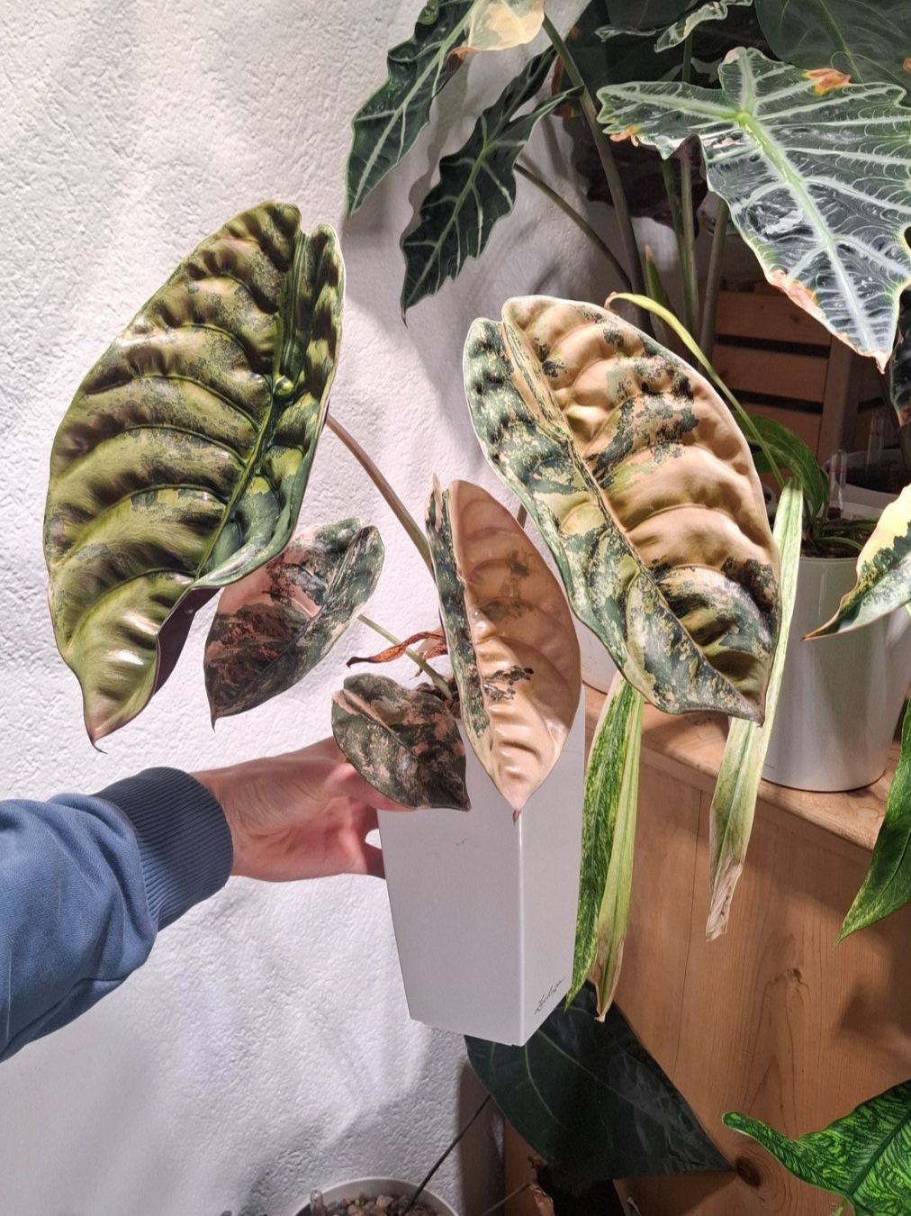 Piante & sementi: Alocasia Cuprea Latte Variegata Rhizom – Usato da Hausen AG venduto da Pflaenzlioase