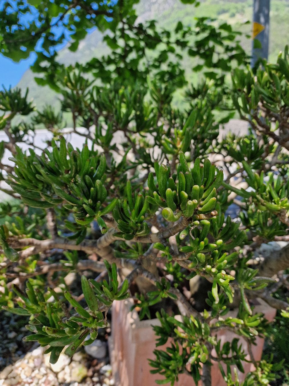 Piante & sementi: Grosse Crassula ovata 'Gollum' Jadebaum inkl. Topf – Nuovo (secondo la descrizione) da Bürglen UR venduto da luiroedes 1
