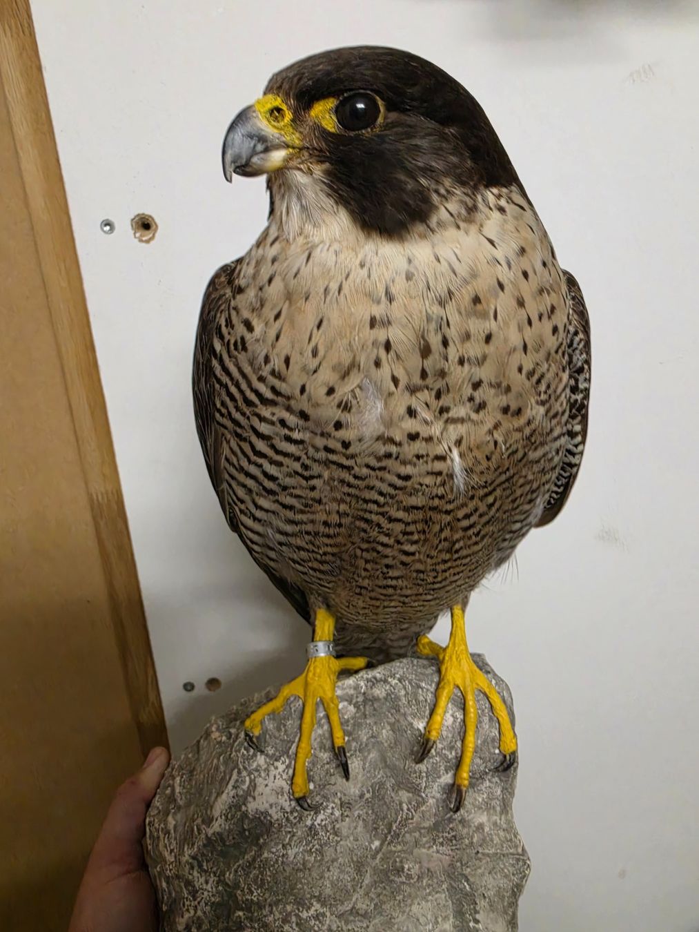 Il mondo degli animali: Präparat Wanderfalke – Usato da Oberrindal venduto da Ketupu
