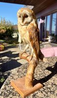 Schleiereule II: Vogel Präparat