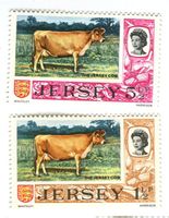Briefmarken "Hausrinder". Jersey