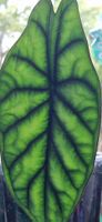 🤩Alocasia Dragon Scale Rhizom 
