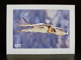 MIGROS MANIA Nature Detectives Nr. 127
