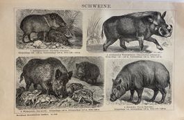 Orig. Holzstich um 1895 - Schweine