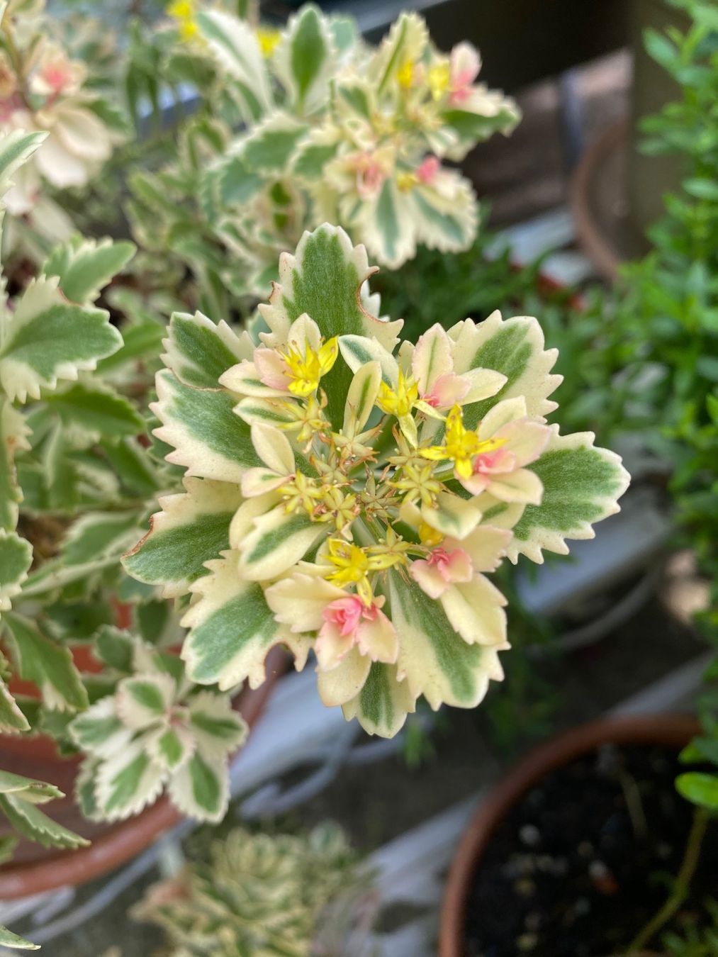 Piante & sementi: Fettblatt - Sedum takesimense "Atlantis" variegata – Nuovo (secondo la descrizione) da Winterthur venduto da Aniger 1