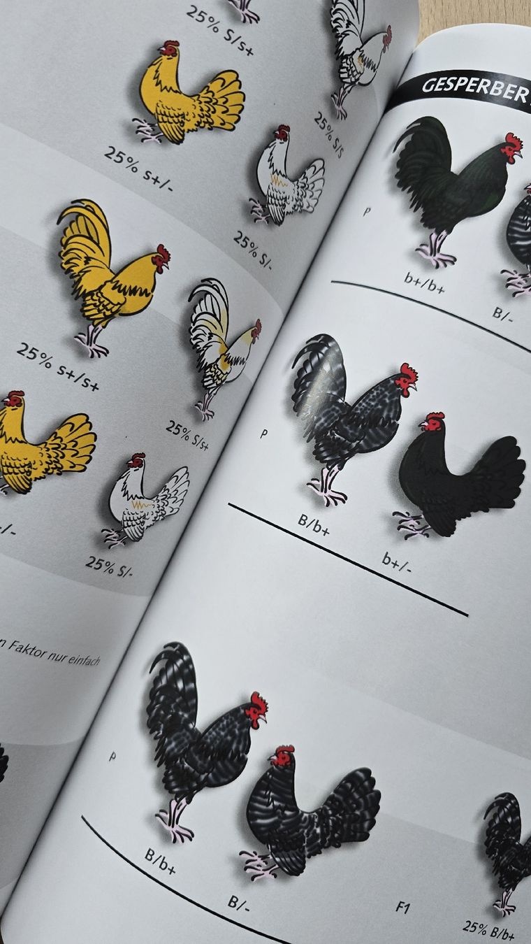 Libri: Genetik der Hühnerfarben – Nuovo (secondo la descrizione) da Rüthi (Rheintal) venduto da Sinhue 4