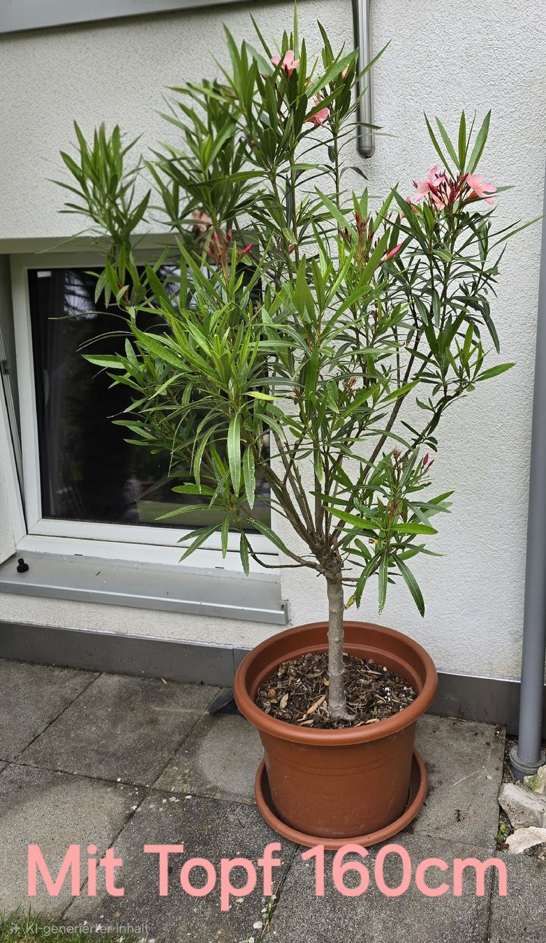 Pflanzen & Samen: Oleander Hochstamm hellrosa – Gebraucht aus Aarburg von popkorn65