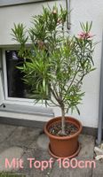 Oleander Hochstamm hellrosa