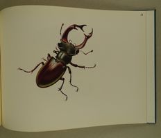 NIKLAUS STOECKLIN: SCHÖNHEITEN DER NATUR, 16 LITHOGRAPHIEN