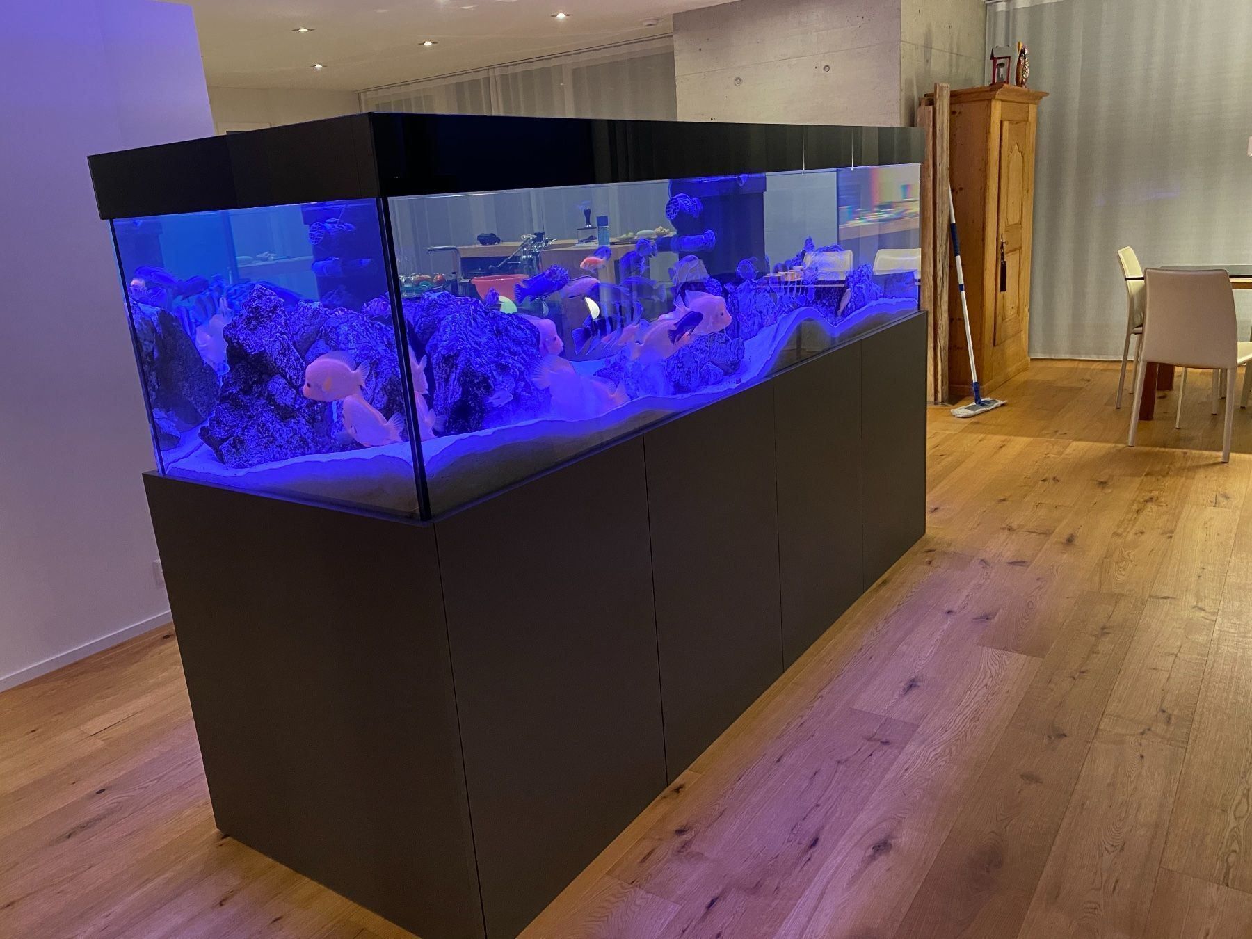 Acquari: Aquarium 250x70x70 – Nuovo (secondo la descrizione) da Berikon venduto da fischundart 1
