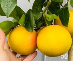 10 Samen Rot Grapefruit STARRUBY "Citrus Paradisi"‪‪‪