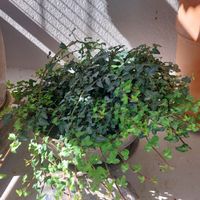 Efeu ca 30 cm breit und 20 cm hoch