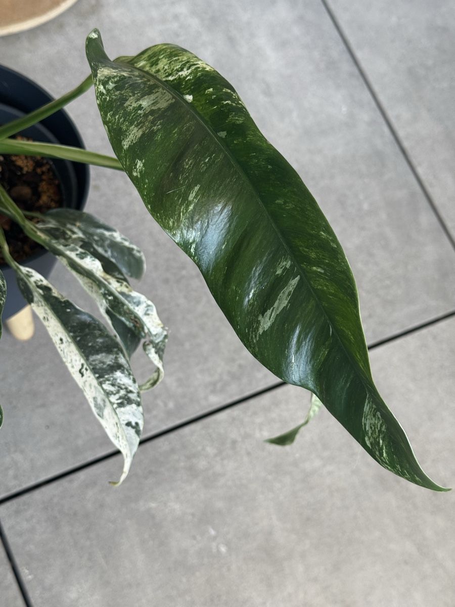 Pflanzen & Samen: Rhaphidophora puberula variegata – Gebraucht aus Bachenbülach von csp_6rns 3