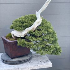 Profile image of Luxury-Bonsai