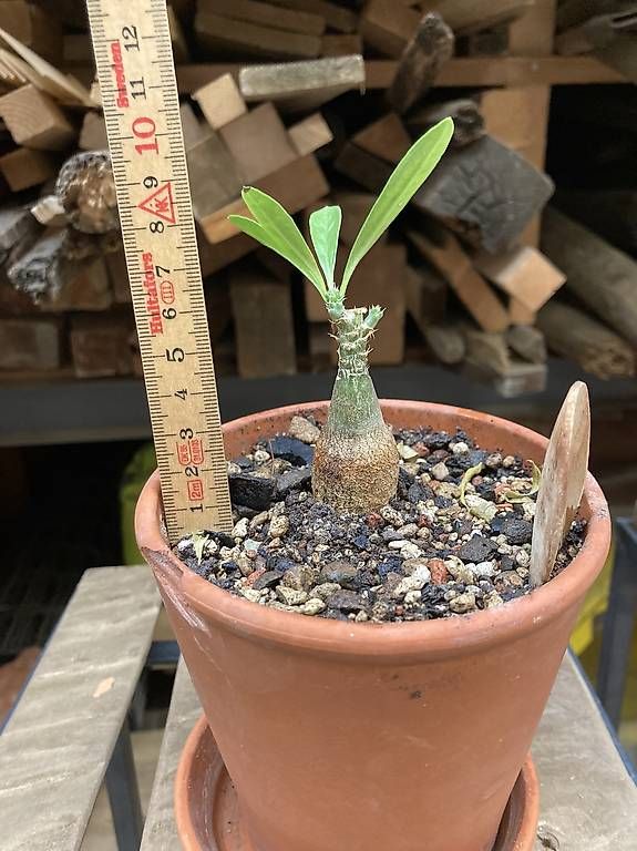 Plantes & graines: Caudex Pachypodium suculentum – D'occasion à Liestal par PrebenZwei
