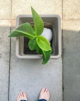 Bananenstaude / Musa – junge, kräftige Pflanze